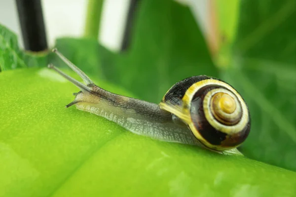 Caracol Arrastrándose Sobre Una Hoja Verde Cerca Fotografía Estudio Caracol —  Fotos de Stock