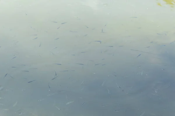 Fische Braten Schlammigem Und Schmutzigem Wasser Besatz Des Flusses Mit — Stockfoto