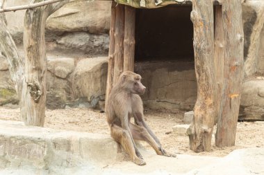 Maymun düşünceli bir şekilde uzaklığa bakıyor. Erkek babun oturur ve uzaklara bakar. Dalgın dalgın oturuyor. Metin için sanayi alanı olan arkaplan