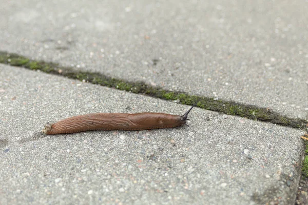 Une Limace Escargot Sans Coquille Rampent Long Chemin Escargot Sans — Photo