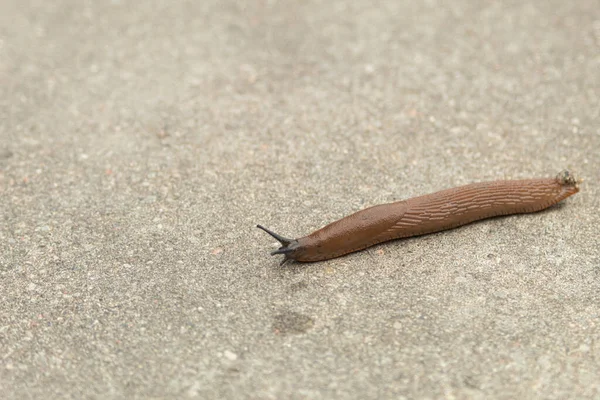 Bir Sümüklüböcek Kabuksuz Bir Salyangoz Yol Boyunca Sürünür Kaldırımda Evi — Stok fotoğraf