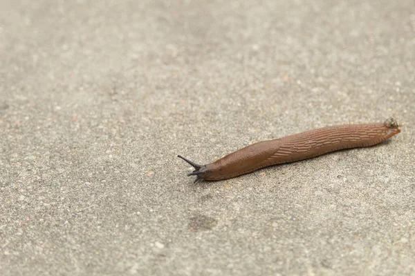 Uma Lesma Caracol Sem Concha Rasteja Pelo Caminho Caracol Sem — Fotografia de Stock