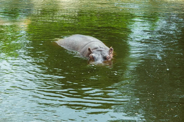 A wild and aggressive hippopotamus is swimming in the water. A large hippopotamus lurks in the river