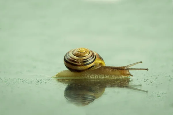 Rastejando Caracol Close Uma Fotografia Estúdio Caracol Uma Superfície Escura — Fotografia de Stock