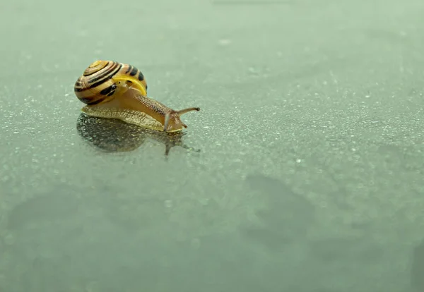 花园蜗牛在潮湿的表面爬行 蜗牛在布满露珠的表面爬行 有文字空间的背景 — 图库照片