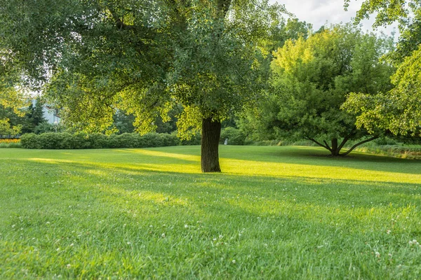 Piękny Krajobraz Jesiennego Parku Trawnikiem Drzewami Jesienny Park Zachodzie Słońca — Zdjęcie stockowe