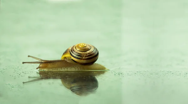 Gran Caracol Arrastra Sobre Una Superficie Vidrio Mojada Por Lluvia —  Fotos de Stock