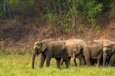 Ramnagar, Uttarakhand, Hindistan: Asya ya da Asya fili (Elephas maximus) Jim Corbett Ulusal Parkı 'nda otluyor. 