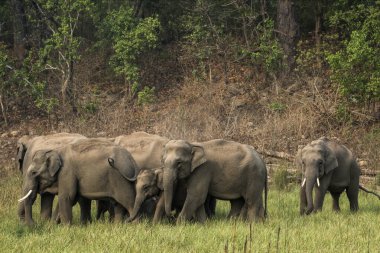 Ramnagar, Uttarakhand, Hindistan: Asya ya da Asya fili (Elephas maximus) Jim Corbett Ulusal Parkı 'nda otluyor. 