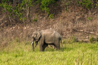 Ramnagar, Uttarakhand, Hindistan: Asya ya da Asya fili (Elephas maximus) Jim Corbett Ulusal Parkı 'nda otluyor. 