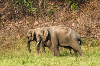 Ramnagar, Uttarakhand, Hindistan: Asya ya da Asya fili (Elephas maximus) Jim Corbett Ulusal Parkı 'nda otluyor. 