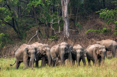 Ramnagar, Uttarakhand, Hindistan: Asya ya da Asya fili (Elephas maximus) Jim Corbett Ulusal Parkı 'nda otluyor. 