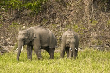 Ramnagar, Uttarakhand, Hindistan: Asya ya da Asya fili (Elephas maximus) Jim Corbett Ulusal Parkı 'nda otluyor. 