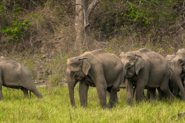 Ramnagar, Uttarakhand, Hindistan: Asya ya da Asya fili (Elephas maximus) Jim Corbett Ulusal Parkı 'nda otluyor. 