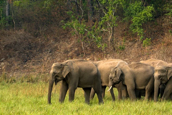 Ramnagar Uttarakhand Ινδία Ασιατικός Ασιατικός Ελέφαντας Elephas Maximus Που Βόσκει — Φωτογραφία Αρχείου