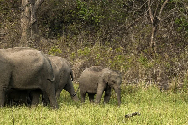 Ramnagar Uttarakhand India Aziatische Aziatische Olifant Elephas Maximus Grazend Jim — Stockfoto