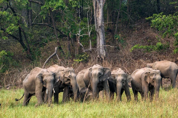 Ramnagar Uttarakhand India Elefante Asiático Asiático Elephas Maximus Pastando Parque — Foto de Stock