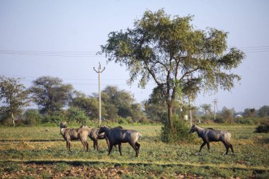 Gujarat, Hindistan: Khambhat, Kheda 'da bir tarlada Nilgai veya Hint Boğası veya Mavi Antilop sürüsü. 
