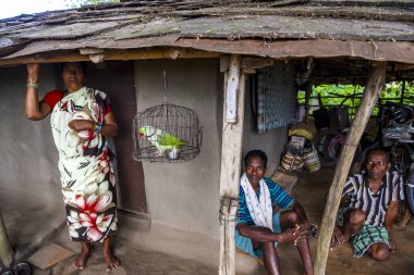 Jagdalpur, Bastar, Chhattisgarh, Hindistan / 29 Eylül 2017: Lohandiguda köyündeki bir kabile evinin önünde kafeslenmiş gül halkalı bir muhabbet kuşu. 