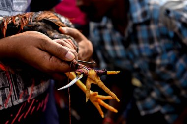 Bastar bölgesi, Chhattisgarh, Hindistan / 29 Eylül 2017: Köylüler, Jagdalpur yakınlarındaki Bastar ilçesi, Chhattisgarh, Indi yakınlarındaki Lohandiguda köyünde horoz dövüşü sırasında horoz bacağına keskin bir kinfe yerleştirdiler.