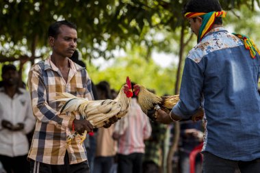 Bastar ilçesi, Chhattisgarh, Hindistan / 30 Eylül 2017: Köylüler Jagdalpur, Bastar ilçesi yakınlarındaki Karanji köyüne horoz dövüşlerine katılmak için gelirler.