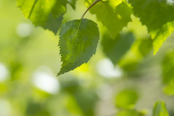 Fresco y lleno de vida hojas verdes —  Fotos de Stock