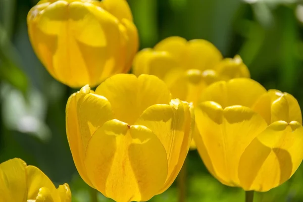 Lovely yellow tulips