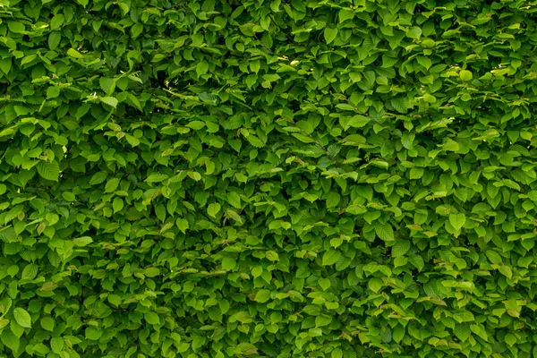 Інтенсивно зелені шпалери рослин — стокове фото