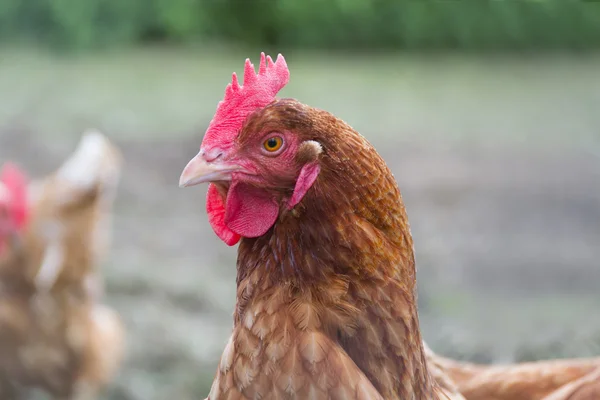 Hen on an organic farm