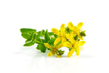 Ot St John's wort