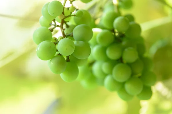 Druiven in de zon — Stockfoto