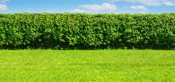 Wide Summer Garden Template Green Lawn Long Big Hedge Blue — Stock Photo, Image