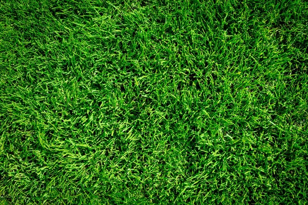 Background of green grass field or green grass pattern and texture (high details)