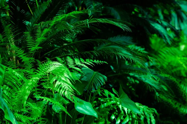 Green Dark Toned Image Tropical Bush Foliage Ideal Trendy Wall — Stock Photo, Image