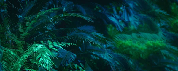 Széles Virágos Háttér Trendi Zöld Sötét Tónusú Kép Trópusi Bokor — Stock Fotó