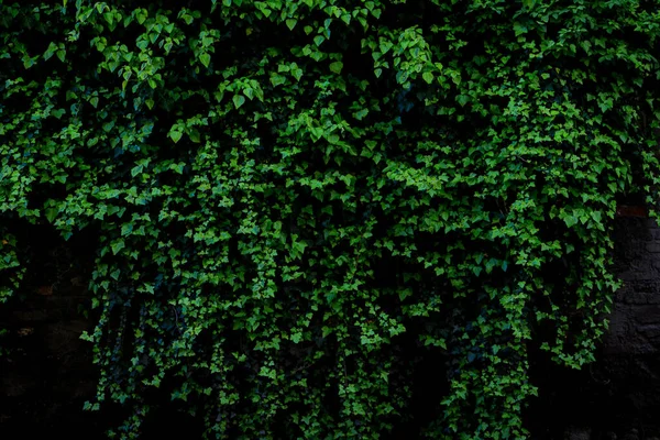 緑豊かなツタの植物で覆われたアーカイブ古いレンガの壁の暗い緑の色調の画像 — ストック写真