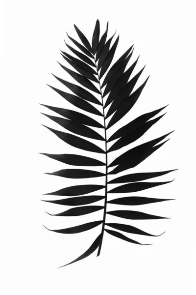 Pojedynczy Czarny Liść Palmy Odizolowany Białym Tle Idealny Dekoracji Wnętrz — Zdjęcie stockowe
