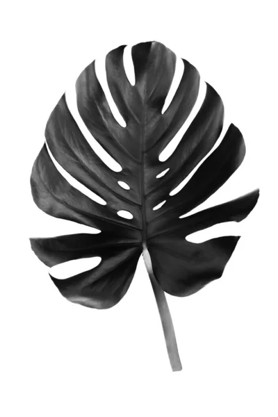 Schwarzes Blatt Einer Tropischen Blume Monstera Isoliert Auf Weißem Hintergrund — Stockfoto