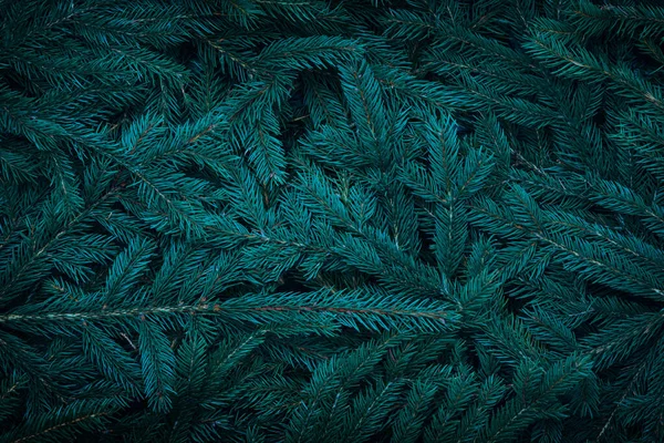 Green Dark Toned Image Coniferous Tree Branches Ideal Trendy Natural — Stock Photo, Image