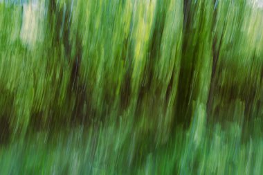 Duvar dekorasyonu için sanat eserleri - bir bahar ormanının soyut arkaplanı kamera hareketi bulanıklığı ve uzun süre maruz kalma ile üretilir. 