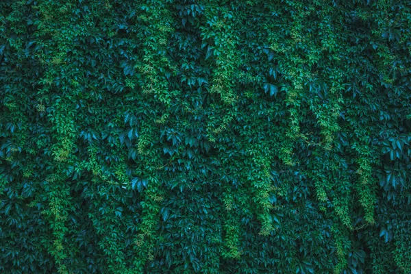 緑豊かなツタの植物で覆われた大きなアーカイブ古い壁 流行の自然壁紙の装飾に最適です 映画色のグレーディング — ストック写真