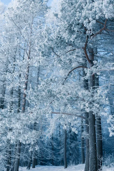 Blautöniges Bild Des Winterwaldes Mit Malerischen Gefrorenen Bäumen Filmische Farbgebung — Stockfoto