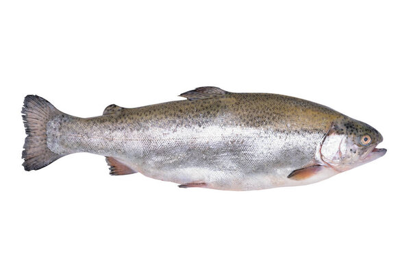 Close-up of a fresh rainbow trout isolated on a white background without shadows