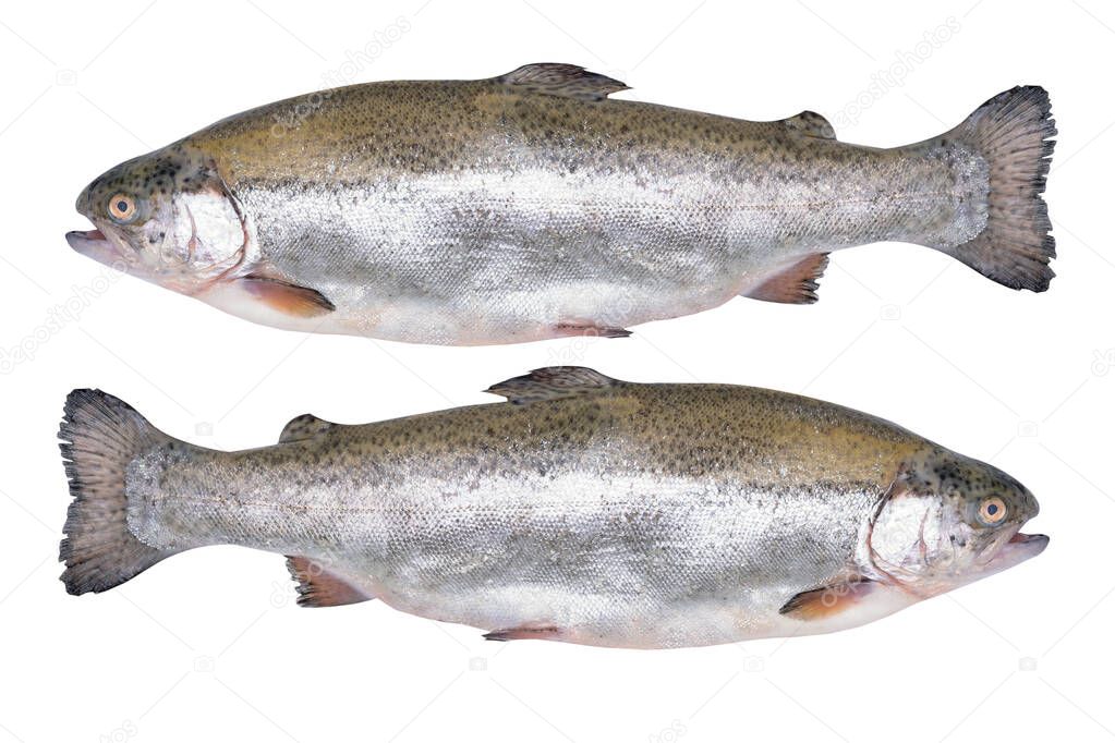 Close-up of two fresh rainbow trout isolated on a white background without shadows