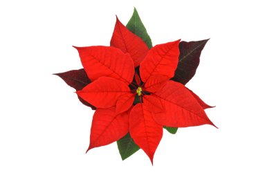 Poinsettia çiçeğinin en üst görüntüsü beyaz arka planda izole edilmiş, ayrıca Christmas Star çiçeği olarak da bilinir..