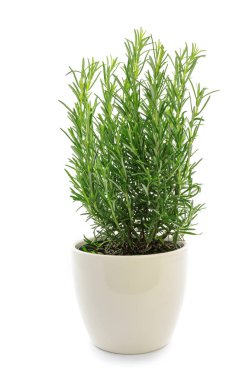 Beyaz bir arka planda izole edilmiş saksıdaki taze yeşil biberiye çalısının stüdyo görüntüsü.