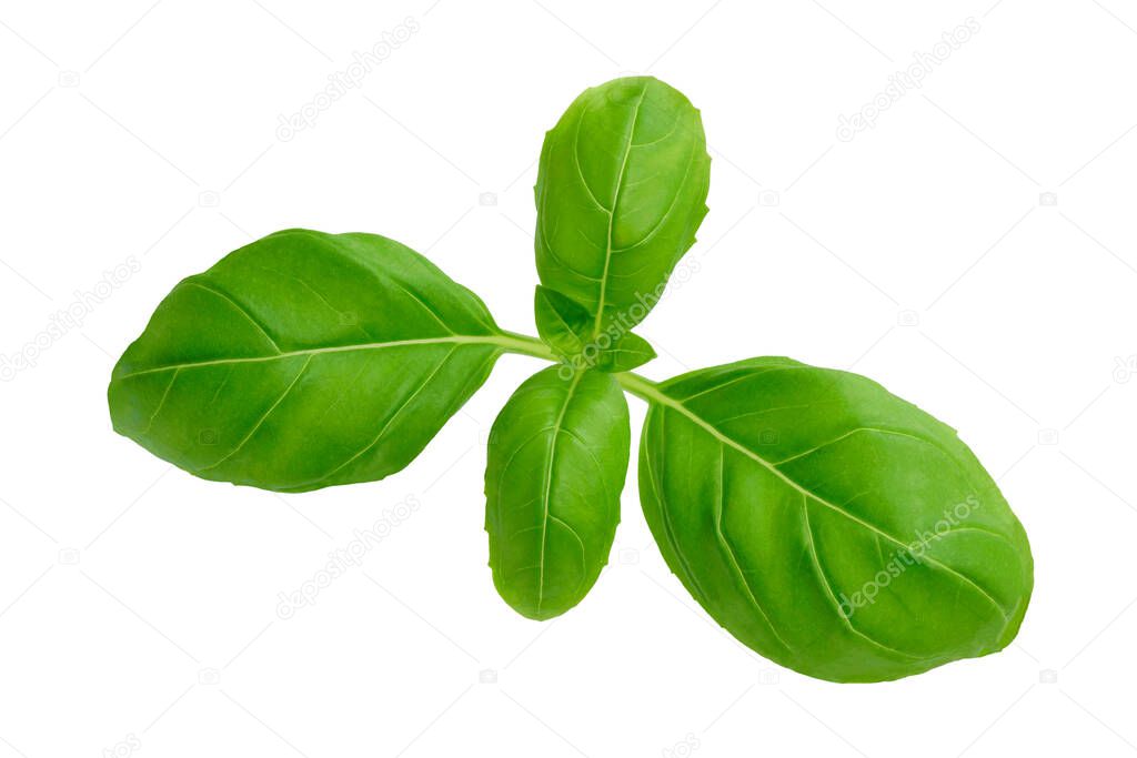 Closeup of fresh basil leaves isolated on a white background without shadows. PNG file with transparent background.