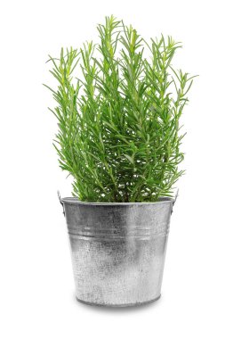 Beyaz arka planda izole edilmiş metal bir kovadaki taze yeşil biberiye çalısının stüdyo görüntüsü.