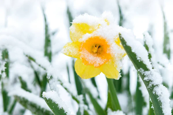 Spring Garden Weather Breakdown Blooming Yellow Daffodils Flower Covered Snow Royalty Free Stock Photos