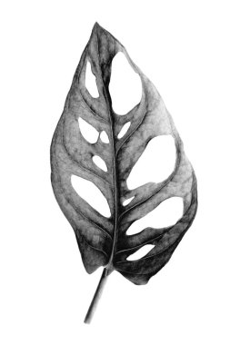 Monstera Adansonii 'nin tropikal yaprağı Monstera Monkey olarak da bilinir. Resim, solarizasyon siyah ve beyaz efektiyle dijital olarak değiştirildi.